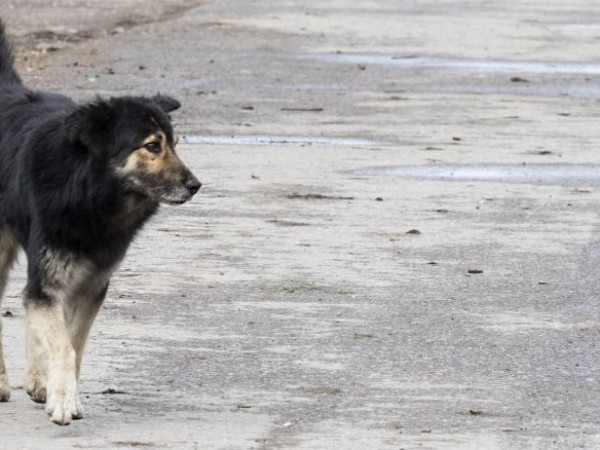 От Helpbook: Бях нападнат от глутница бездомни кучета във Варна