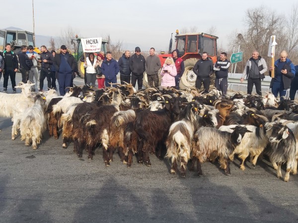 Стадо кози даде колорит на фермерска блокада